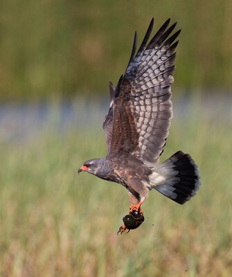 Lowering of water levels in Water Conservation Area 3A will directly benefit tree islands, marsh vegetation and the Everglade Snail Kite. 