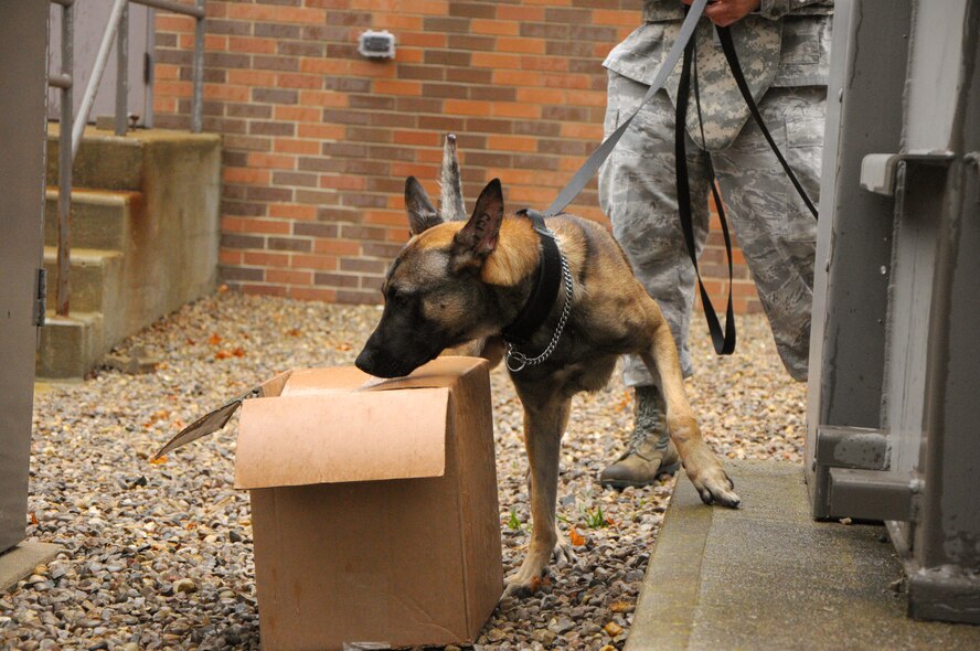 The Oct. 30 exercise included a scenario of a suspected bomb outside Bldg. 676. The Explosive Ordnance Disposal Flight (EOD) was called. Bomb-sniffing military working dog Rudo and his handler, Tech. Sgt. Matthew Hemeon, came to conduct a sweep. (photo by Niki Jahns)