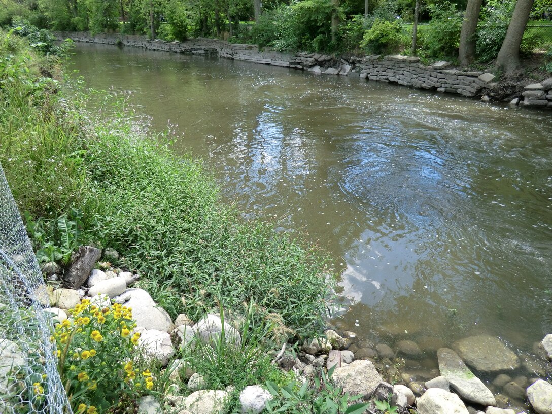 Chicago River Bank Next to Riffle