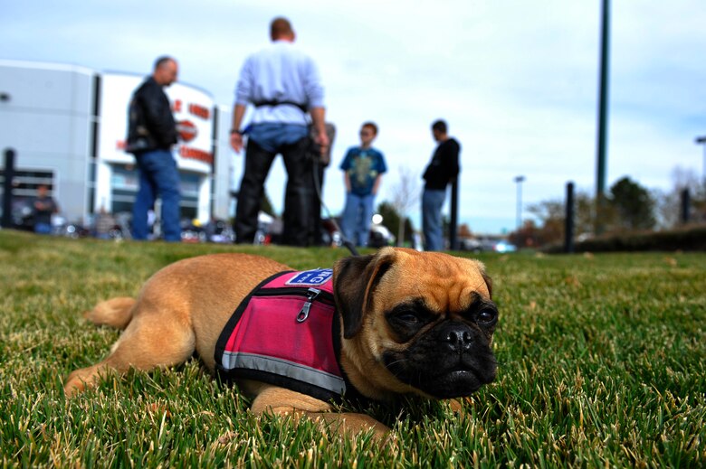AURORA, Colo. -- Lucy, a service dog, takes in some sun before going on a 73-mile motorcycle ride with the Buckley Air Force Base Green Knights Military Motorcycle Club Nov. 3, 2012. Riders made donations to the Combined Federal Campaign as part of the event. (U.S. Air Force photo by Staff Sgt. Kathrine McDowell)