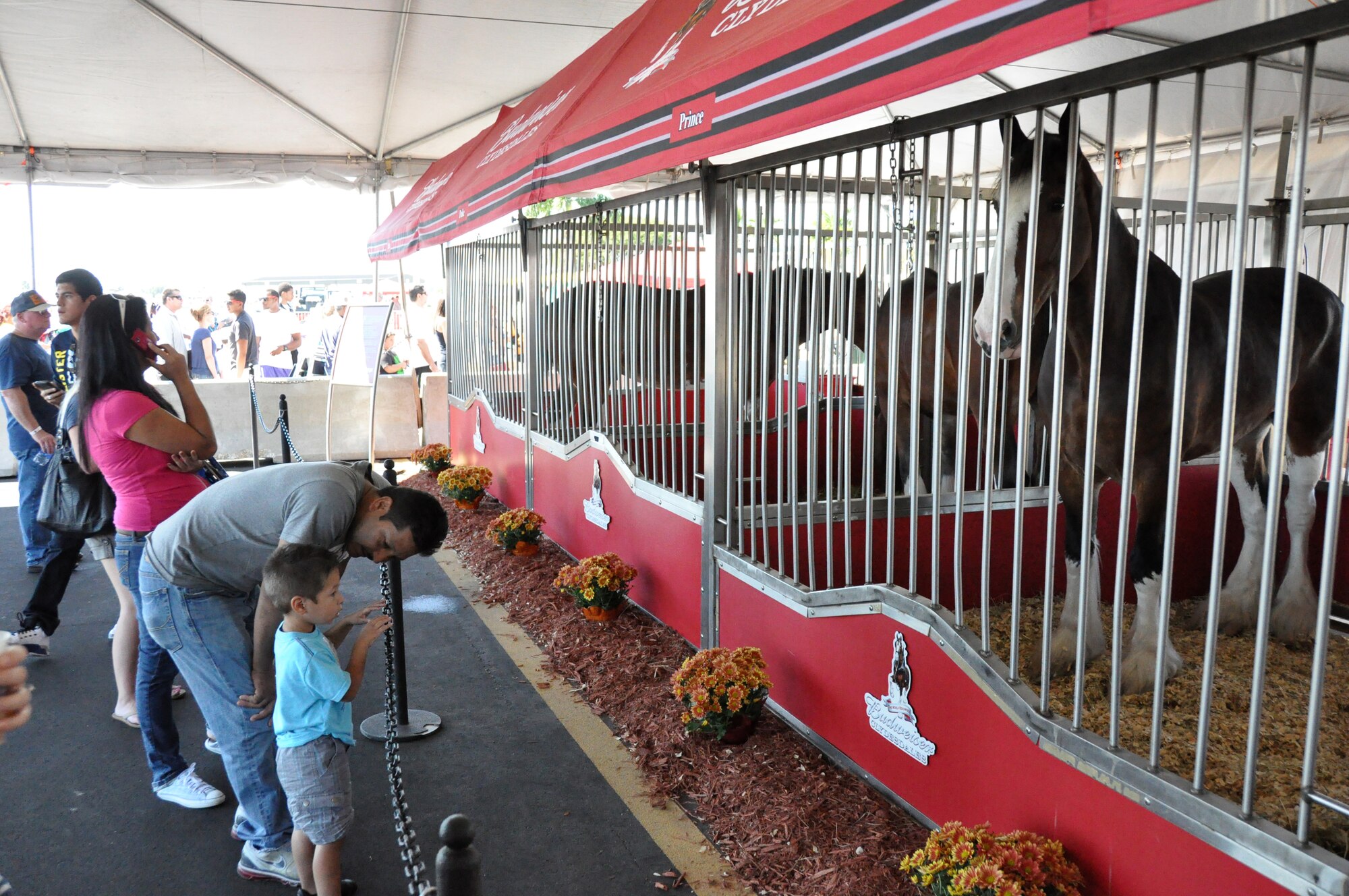 Spectators get up close and personal with the Budweiser Clydesdales during the Wings Over Homestead air show at Homestead Air Reserve Base, Fla., Nov. 3. (U.S. Air Force photo/Ross Tweten)