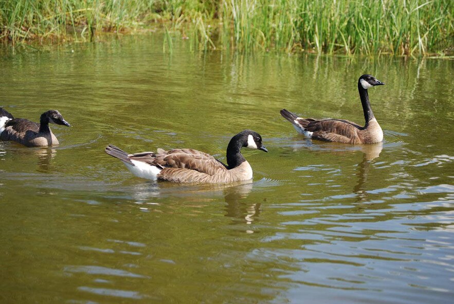 Canadian geese are just one of the many birds and wildlife that can pose a risk to jets flying in and out of Buckley Air Force Base. Buckley’s Bird/Wildlife Aircraft Strike Hazards (BASH) working group proactively strives to reduce the amount of wildlife on and around the base to minimize the chances of an aircraft bird strike. (U.S. Fish and Wildlife Service Photo by Ronald Laubenstein)