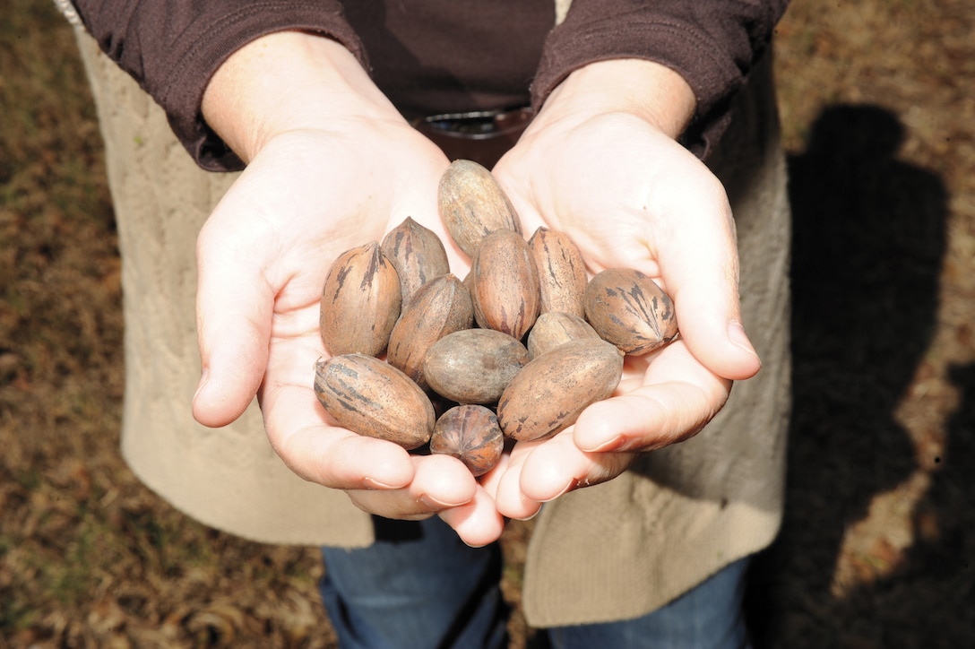 Base and tenant commands’ Marines, Sailors, Civilian-Marines, contractors and families may only collect pecans by the Major S.P. “Swede” Hansen Officers’ Lounge, Building 10200, Goodloe Circle, near the Hill Village Officers’ Housing Area and outside of the fenceline along Fleming and Mock roads.