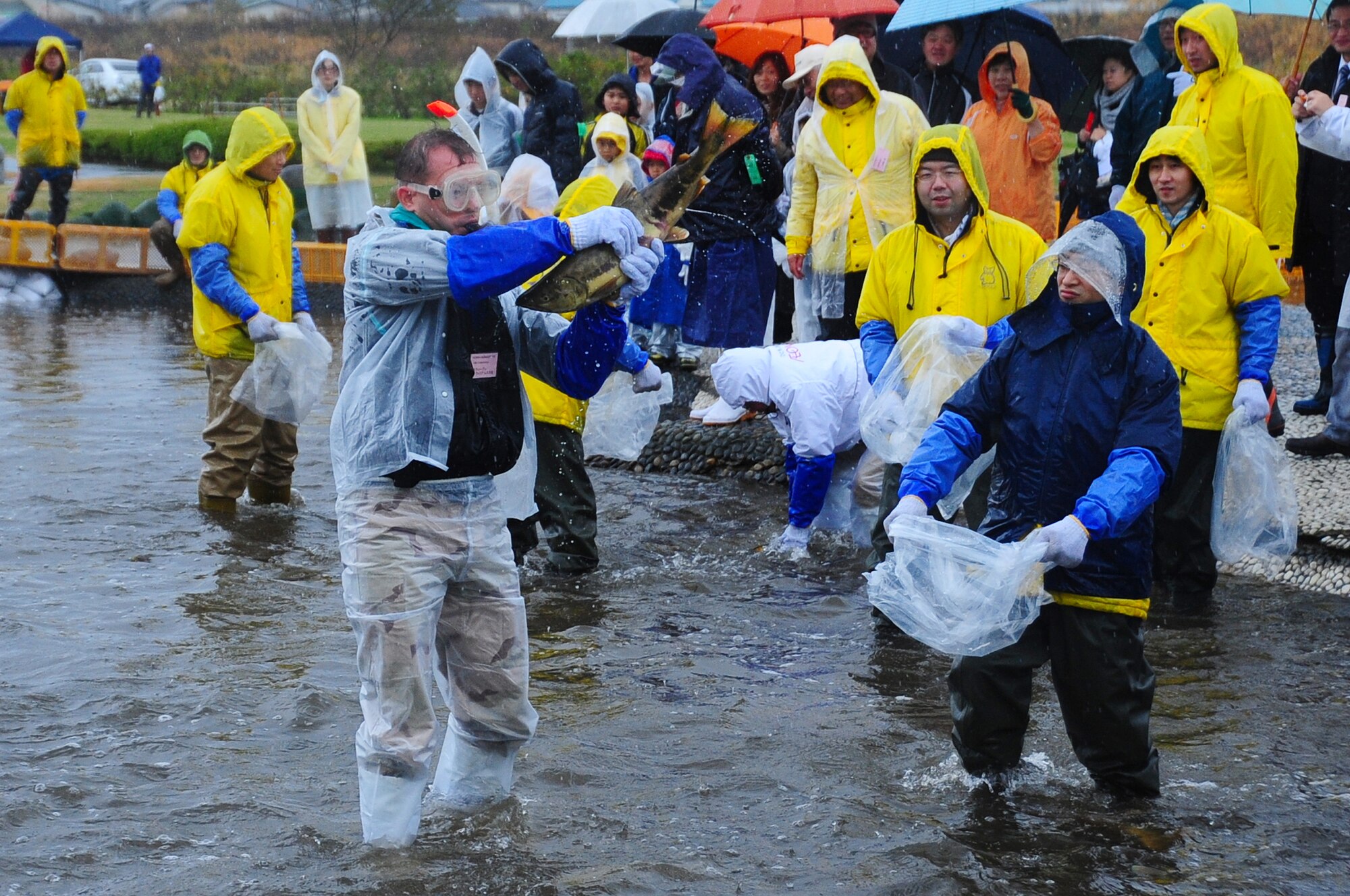 Col. Stephen Williams, 35th Fighter Wing commander, catches a salmon at Salmon Park, Oirase, Japan, at the start of the annual Oirase Salmon Catching Festival, Nov. 10, 2012.  Local dignitaries and officials began the salmon catching by wrestling in the first catch of the day. (U.S. Air Force photo/ Staff Sgt. April Quintanilla) 