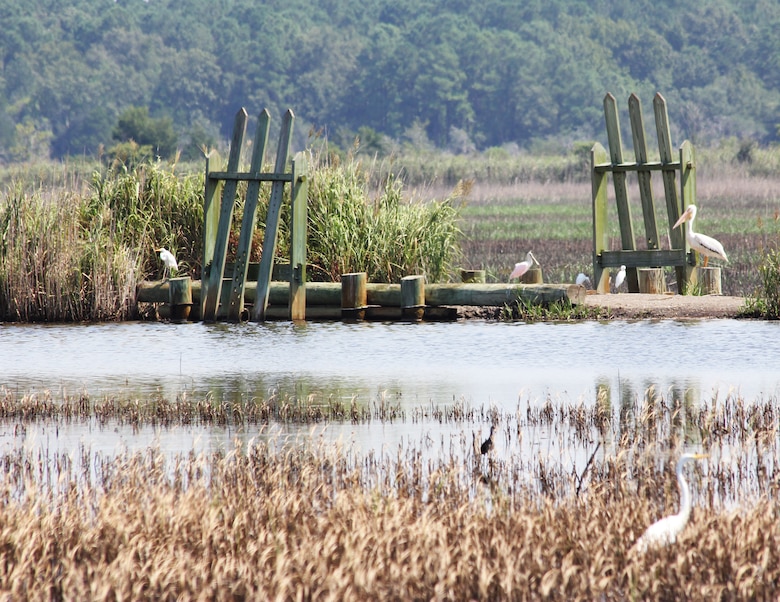 Rice trunks are used to impound tidal waters thereby allowing for management of water levels for rice production.