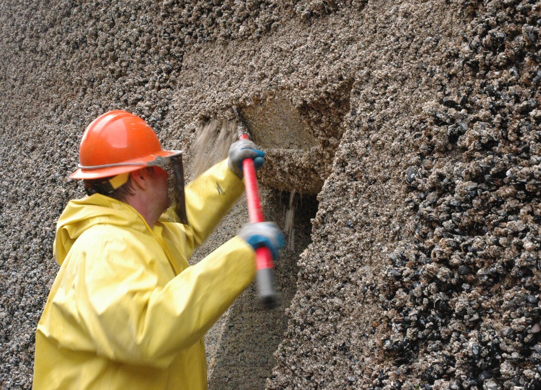 U.S. Army Corps of Engineers, Seattle District, Fish Biologist Chuck Ebel scraps barnacles around a filling tunnel during annual maintenance at the Hiram M. Chittenden Locks in Seattle Nov. 13. The Locks two massive filling culverts, nearly 14 feet tall by 8 feet wide and about 800 feet long, are scraped by hand to remove barnacles that could injure juvenile salmon during migration season. Ebel is the biologist who recommended the barnacle scraping to help protect salmon. It takes Corps employee volunteers about four days to complete the scraping. The large lock chamber closes each November for annual maintenance and inspection.  (U.S. Army Corps of Engineers photo by Bill Dowell)