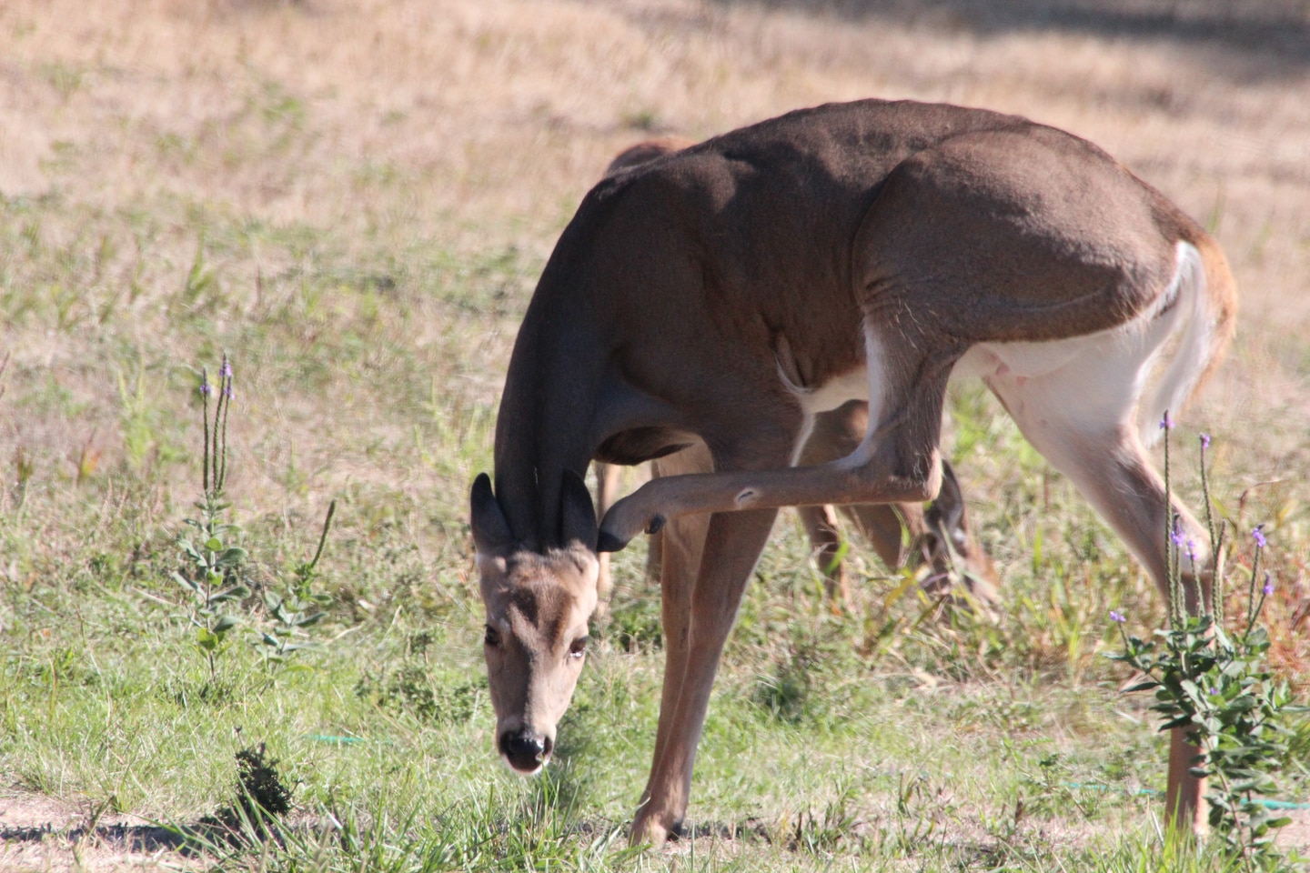 White-tailed Deer scratching its ear.
