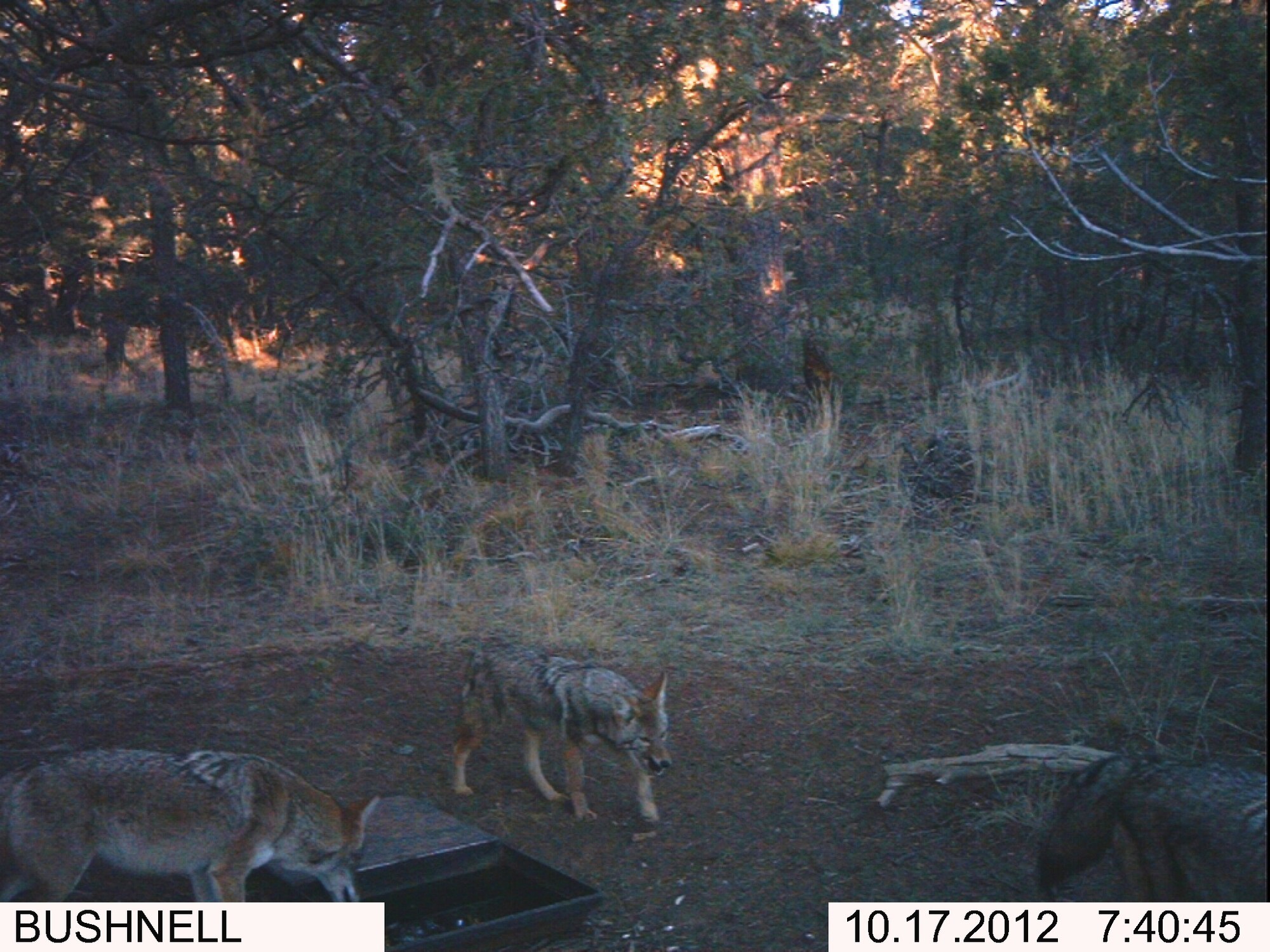 Coyotes are one of several species of wildlife that live on Kirtland Air Force Base’s 52,000 acres of land. Natural Resource Program officials on base collect data about animal populations and behavior, including this photo of coyotes taken at a watering site in a remote area. (Courtesy photo)