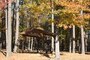 Fall Colors