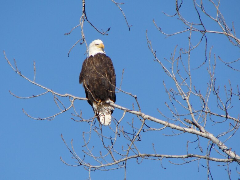 A bald eagle site in a cottonwood tree near the Missouri River at Gavins Point Project.