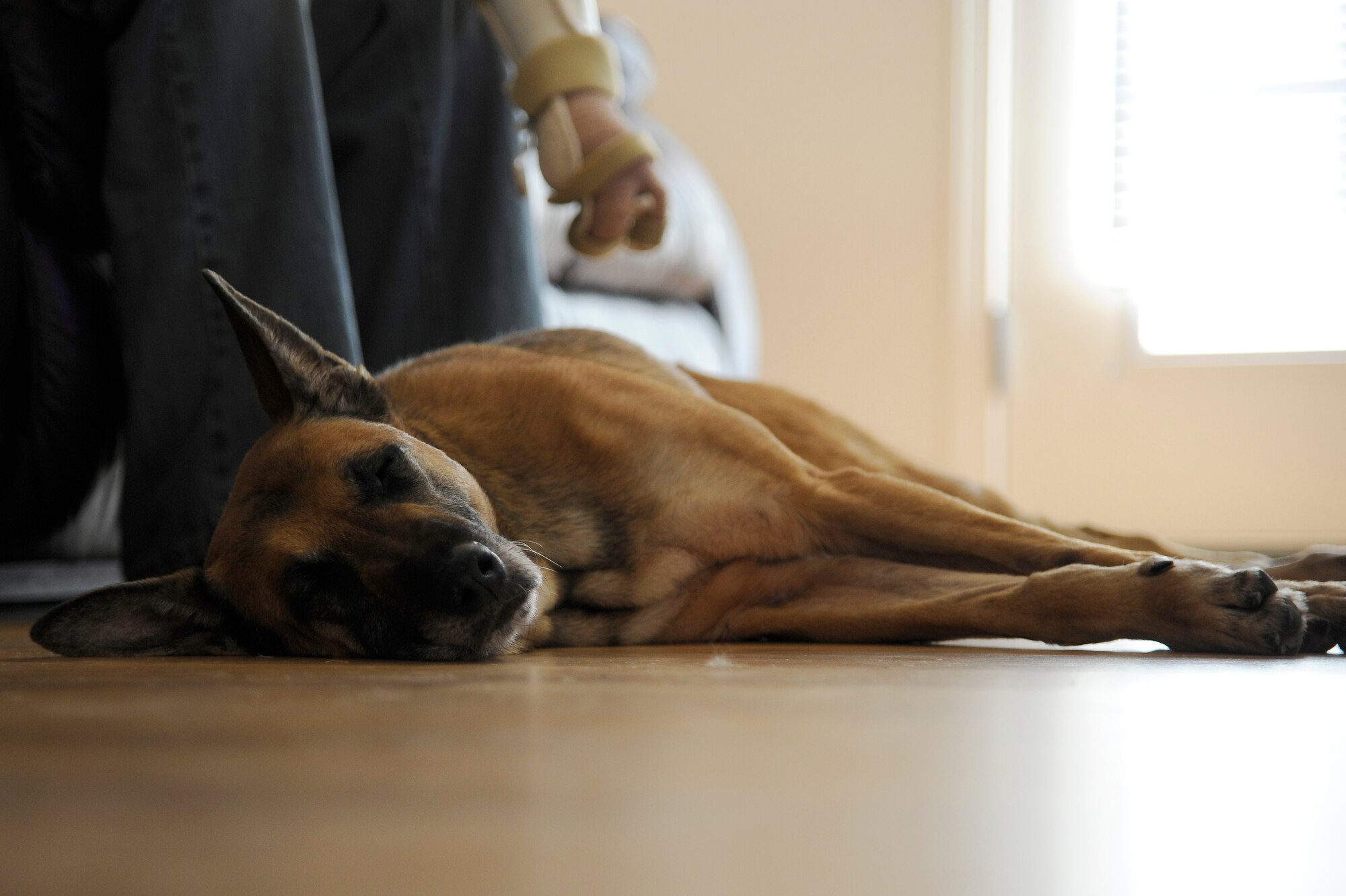 Azza, 354th Security Forces Squadron military working dog, sleeps at former 354th SFS MWD handler Staff Sgt. Leonard Anderson’s feet Oct. 10, 2012, Eielson Air Force Base, Alaska. Anderson, now assigned to the 59th Patient Squadron, Lackland Air Force Base, Texas, hopes to adopt Azza, an 8-year-old Belgian Malinois, following an attack they survived while deployed to Afghanistan. (U.S. Air Force photo/Airman 1st Class Zachary Perras)