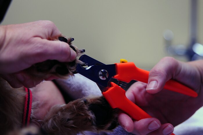 Army Capt. Cynthia Fallness, Joint Base Charleston – Air Base Veterinary Treatment Facility officer in charge, clips Maxie's nails, a three-year-old Terrier Mix, Nov. 13, 2012, at JB Charleston - Air Base, S.C. The Charleston Veterinarian clinic serves between 20 and 30 patients per day. (U.S. Air Force photo/ Airman 1st Class Chacarra Walker)