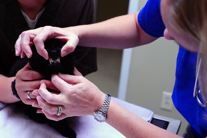 Army Spc. Elisha Bell, Joint Base Charleston – Air Base Veterinary Treatment Facility veterinarian technician, holds Velvet, a 13-year-old domestic short hair cat, while Army Capt. Cynthia Fallness, JB Charleston – Air Base Veterinary Treatment Facility officer in charge, gives Velvet a physical exam, Nov. 13, 2012, at JB Charleston - Air Base, S.C.  The Charleston Veterinarian clinic serves between 20 and 30 patients per day.  (U.S. Air Force photo/ Airman 1st Class Chacarra Walker)