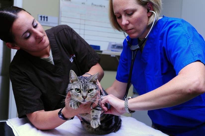 Army Spc. Elisha Bell, a veterinarian technician from Joint Base Charleston – Air Base Veterinary Treatment Facility, holds Nuname, a six-year-old domestic short hair cat, while Army Capt. Cynthia Fallness, JB Charleston – Air Base Veterinary Treatment Facility officer in charge, checks Nuname's pulse, Nov. 13, 2012, at JB Charleston - Air Base, S.C.  The Charleston Veterinarian clinic serves between 20 and 30 patients per day. (U.S. Air Force photo/ Airman 1st Class Chacarra Walker)