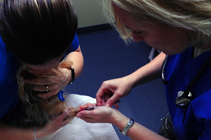 Jennifer Shippy, Joint Base Charleston – Air Base Veterinary Treatment Facility licensed veterinarian, holds Stetch, a seven-year-old Yorkie-Chihuahua Cross while Army Capt. Cynthia Fallness, JB Charleston – Air Base Veterinary Treatment Facility officer in charge, gives Stetch his vaccines, Nov. 13, 2012, at JB Charleston - Air Base, S.C. The Charleston Veterinarian clinic serves between 20 and 30 patients per day. (U.S. Air Force photo/ Airman 1st Class Chacarra Walker)