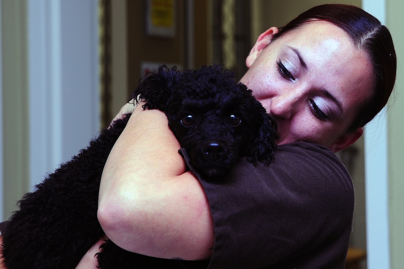 Army Spc. Elisha Bell,  Joint Base Charleston – Air Base Veterinary Treatment Facility veterinarian technician, comforts Jasper, a four year old miniature black poodle, Nov. 13, 2012, at JB Charleston - Air Base, S.C. The Charleston Veterinarian clinic serves between 20 and 30 patients per day. (U.S. Air Force photo/ Airman 1st Class Chacarra Walker)