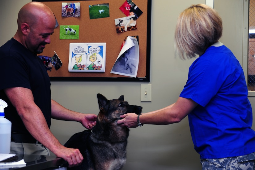 Army Capt. Cynthia Fallness, Joint Base Charleston – Air Base Veterinary Treatment Facility officer in charge, examines Elza, a four-year-old-German Shepard, Nov. 13, 2012, at JB Charleston- Air Base, S.C. Elza is a transportation security airport dog. All working dogs are required to visit the veterinarian twice a year for a physical exam, to receive vaccines or blood tests, and for an overall health check. (U.S. Air Force photo/ Airman 1st Class Chacarra Walker)