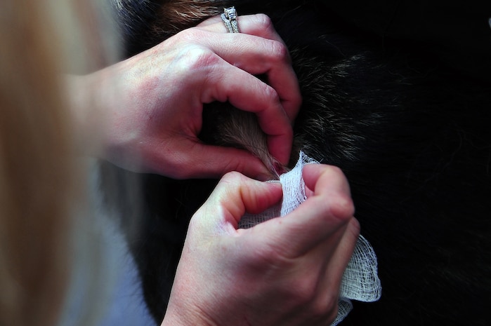 Army Capt. Cynthia Fallness, Joint Base Charleston – Air Base Veterinary Treatment Facility officer in charge, checks a cyst on Elza, a four-year-old German Shepard, Nov. 13, 2012, at JB Charleston- Air Base, S.C. Elza is a transportation security airport dog. All working dogs are required to visit the veterinarian twice a year for a physical exam, to receive vaccines or blood tests, and for an overall health check. (U.S. Air Force photo/ Airman 1st Class Chacarra Walker)