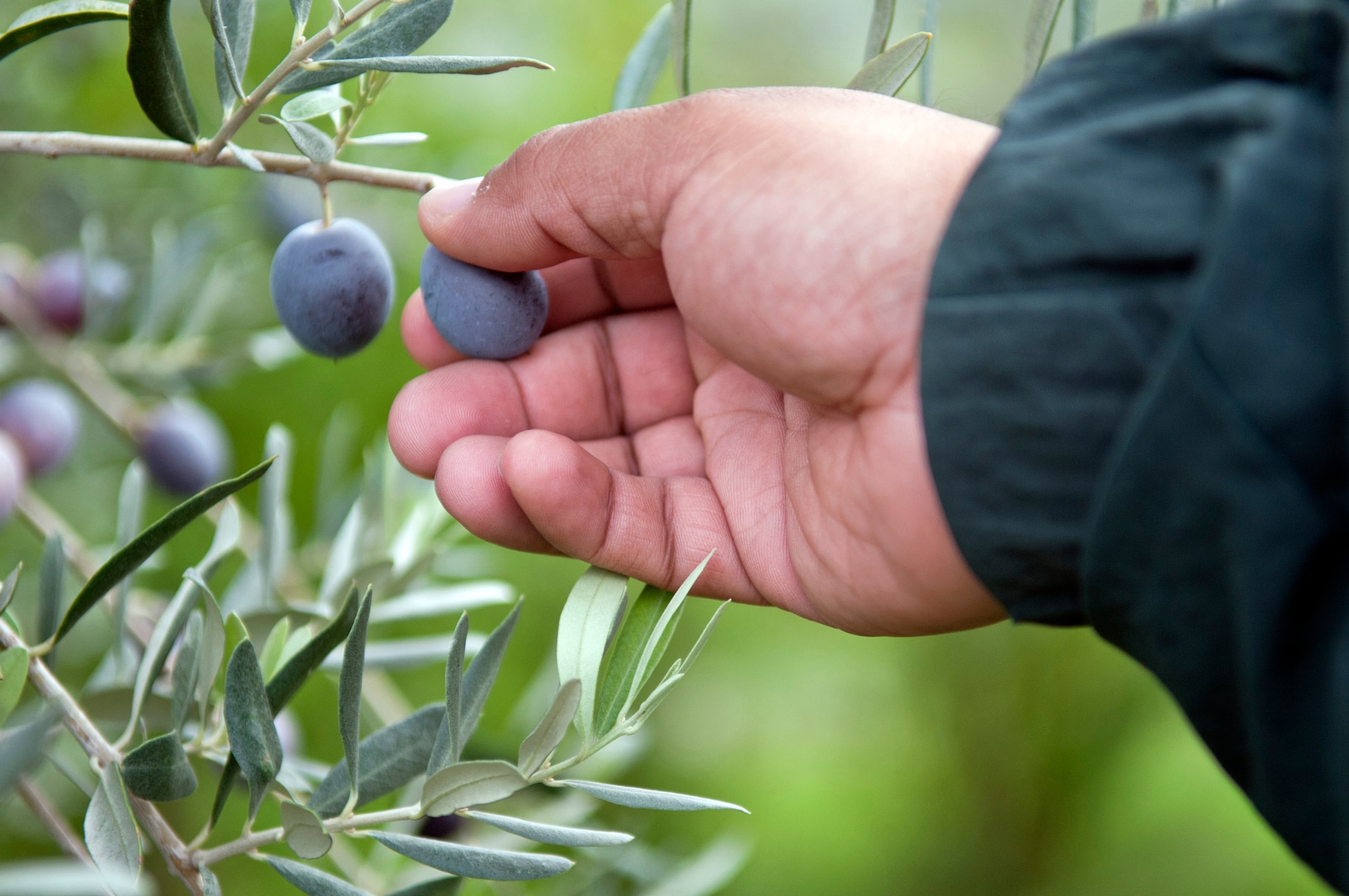 A guest reaches for an olive in one of Ekotepe Organic Farm’s groves Nov. 11, 2012, near Adana, Turkey. Visitors to Ekotepe can enjoy a meal, interact with animals, and wander through the groves enjoying the beautiful scenery. (U.S. Air Force photo by Senior Airman Daniel Phelps/Released)