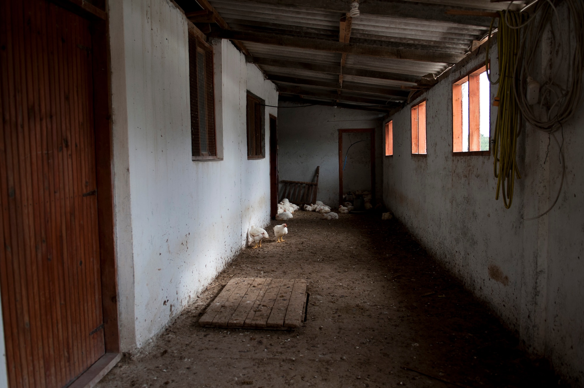Chickens wander around in a building at Ekotepe Organic Farm Nov. 11, 2012, near Adana, Turkey. A variety of animals reside at the farm including peacocks, chicken, sheep and horses. (U.S. Air Force photo by Senior Airman Daniel Phelps/Released)