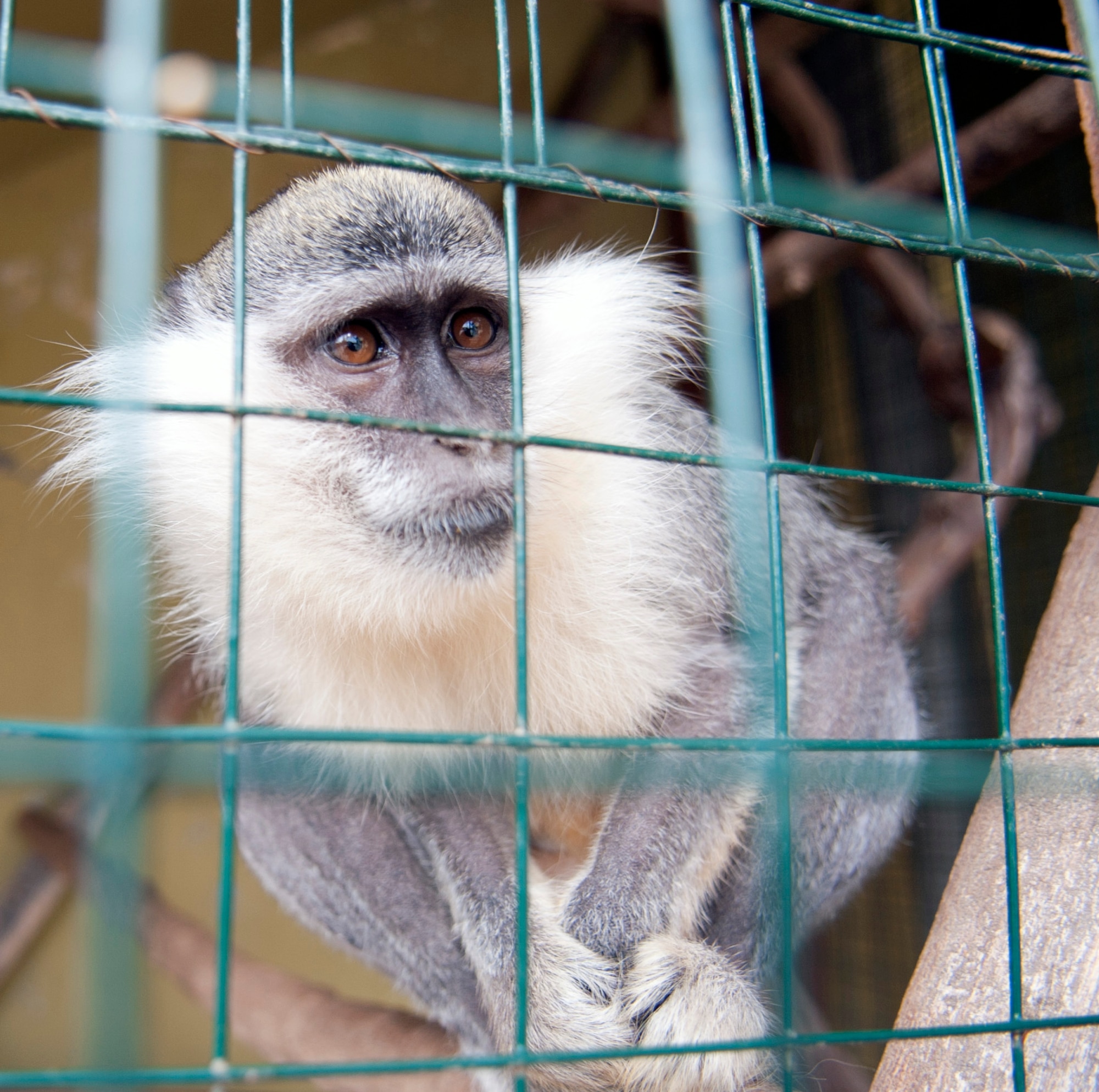 A monkey looks out of a cage at Ekotepe Organic Farm Nov. 11, 2012, near Adana, Turkey. A variety of animals reside at the farm including peacocks, chicken, sheep and horses. (U.S. Air Force photo by Senior Airman Daniel Phelps/Released)