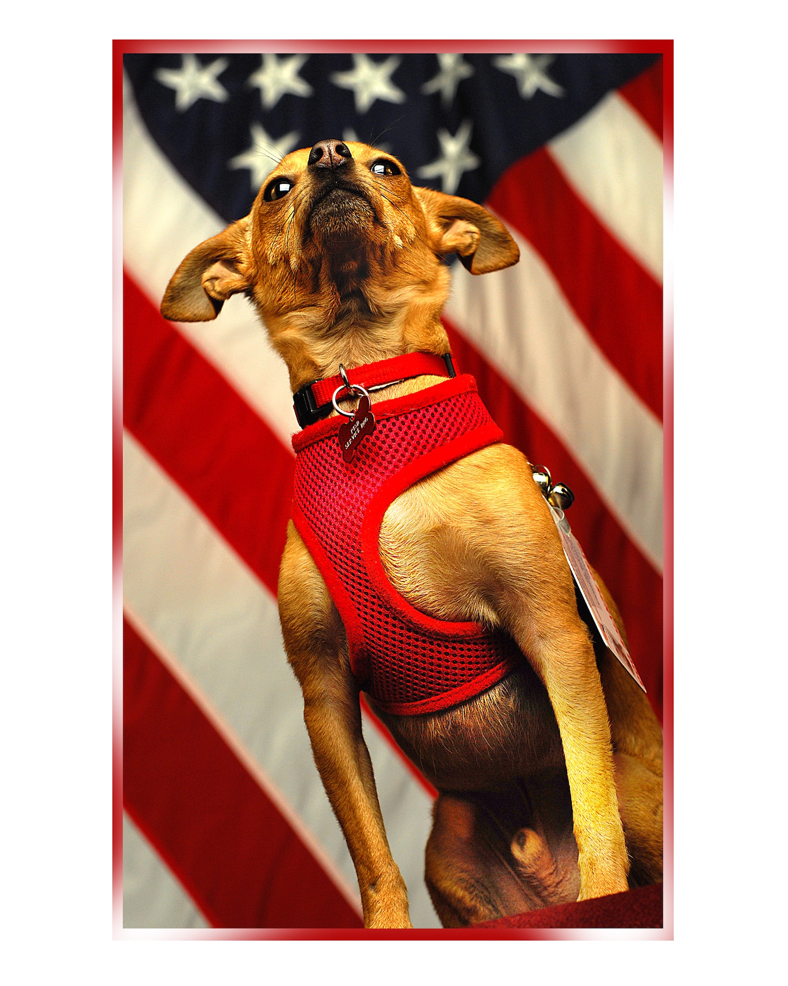 MINOT AIR FORCE BASE, N.D. -- Major, a Post-Traumatic Stress Disorder service dog, was adopted and trained by Tech. Sgt. Barbara Mendiola , 5th Force Support Squadron lodging supervisor, following her deployment to Afghanistan in 2006. Major is certified through Service Dogs of America and is trained to sense Mendiola’s PTSD symptoms and engage her in positive activity. (U.S. Air Force Photo/ Tech. Sgt. Aaron Allmon)