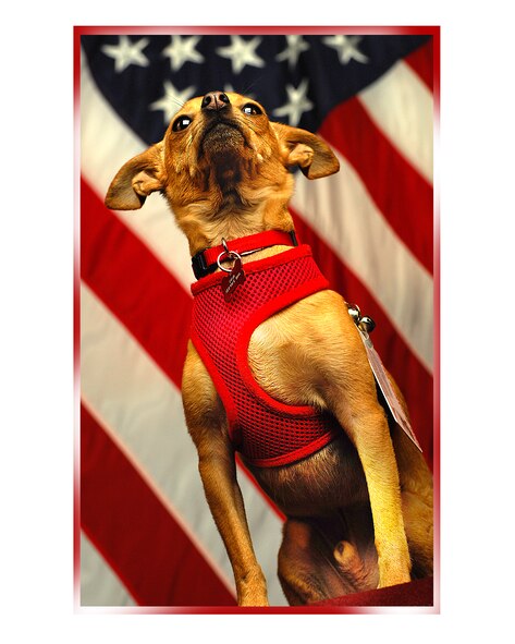 MINOT AIR FORCE BASE, N.D. -- Major, a Post-Traumatic Stress Disorder service dog, was adopted and trained by Tech. Sgt. Barbara Mendiola , 5th Force Support Squadron lodging supervisor, following her deployment to Afghanistan in 2006. Major is certified through Service Dogs of America and is trained to sense Mendiola’s PTSD symptoms and engage her in positive activity. (U.S. Air Force Photo/ Tech. Sgt. Aaron Allmon)