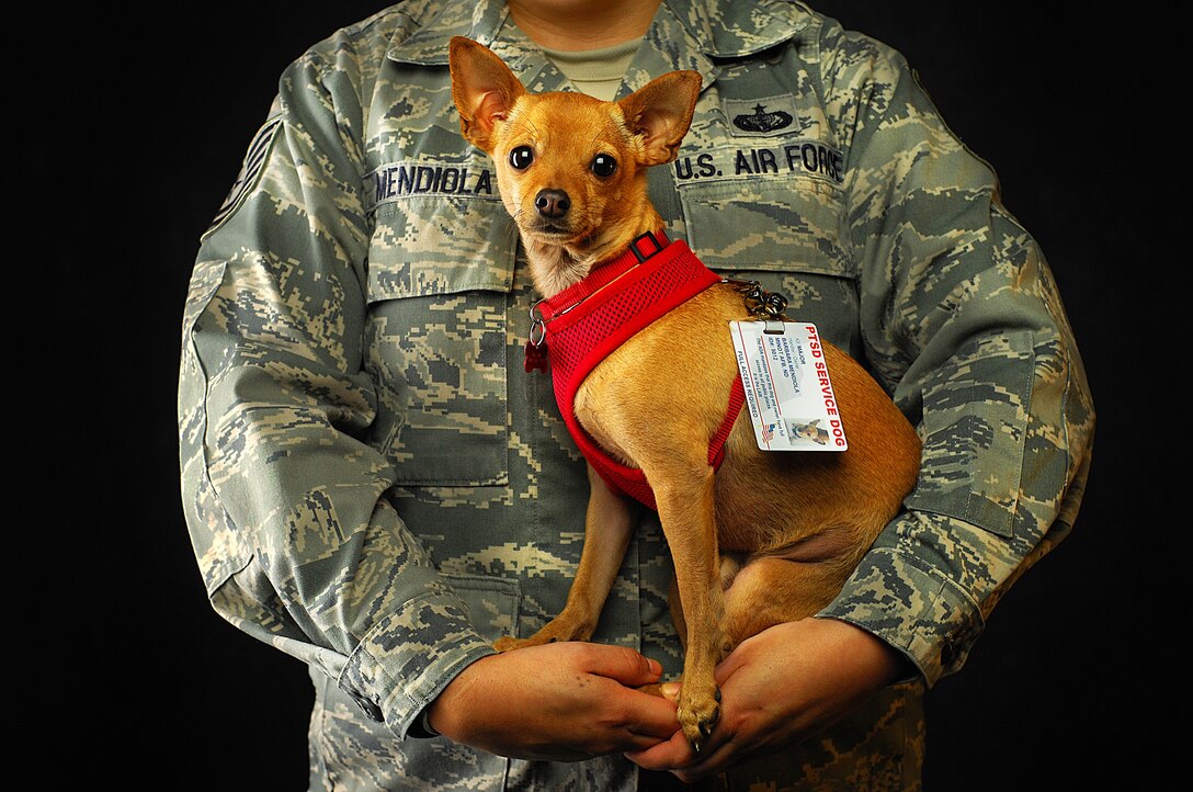 MINOT AIR FORCE BASE, N.D. -- Major, a Post-Traumatic Stress Disorder service dog, was adopted and trained by Tech. Sgt. Barbara Mendiola , 5th Force Support Squadron lodging supervisor, following her deployment to Afghanistan in 2006. Major is certified through Service Dogs of America and is trained to sense Mendiola’s PTSD symptoms and engage her in positive activity. (U.S. Air Force Photo/ Tech. Sgt. Aaron Allmon)
