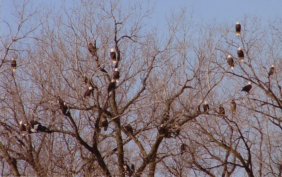 Bald Eagles along Des Moines River