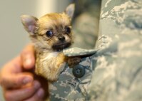 Fuzzy, an 8-week-old chihuahua puppy gets some love and attention from an Airman stationed at Hurlburt Field, Fla., Oct. 31, 2012.
(U.S. Air Force photo/ Tech. Sgt. Vanessa Valentine)
