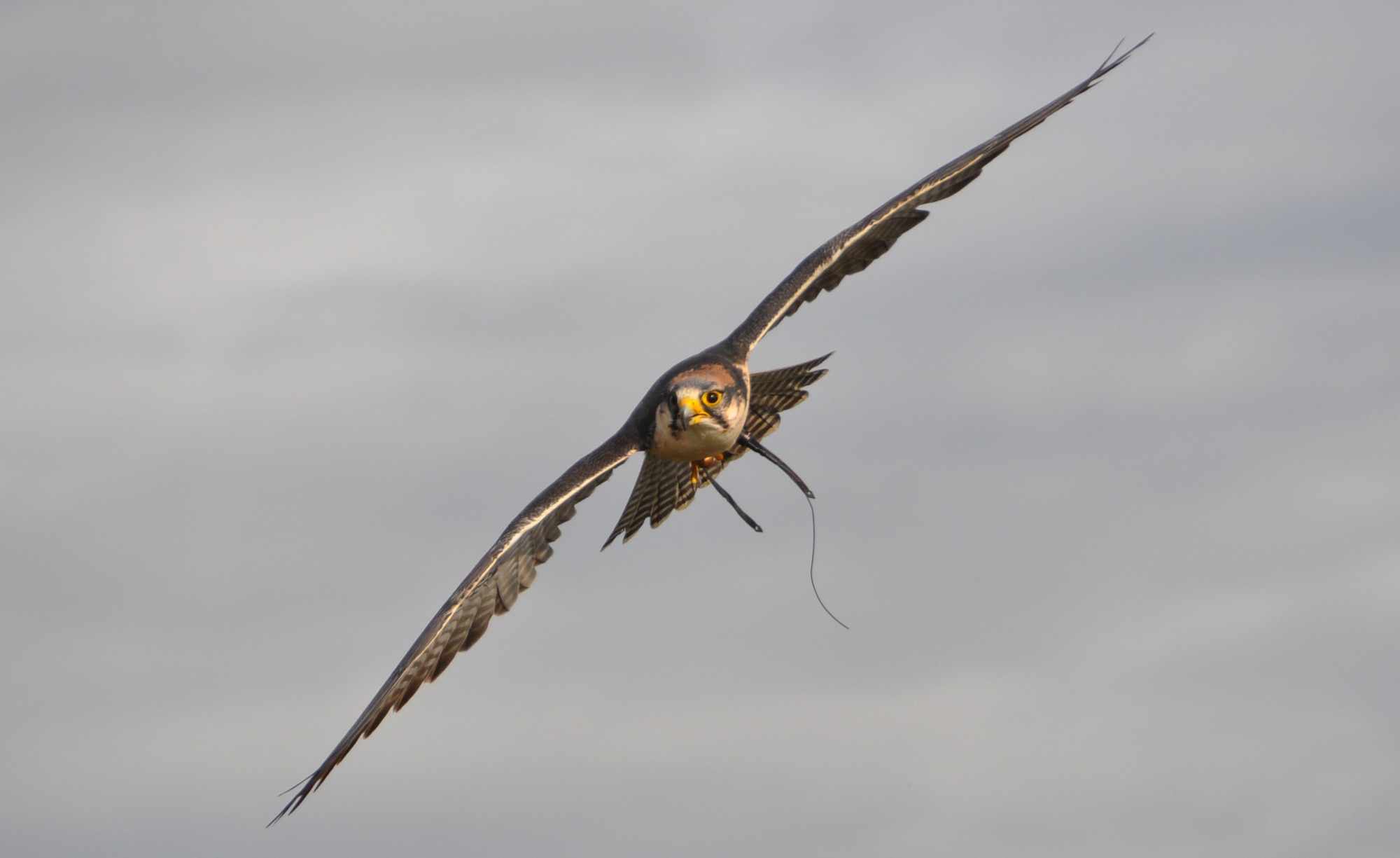 Columbia, a falcon assigned to the Bird Aircraft Strike Hazard program at Travis Air Force Base, patrols the skies over Travis. Through the use of trained falcons belonging to BASH and an aggressive approach to habitat management, bird strikes were reduced here by more than 48 percent in the last five years. (U.S. Air Force photo/Staff Sgt. Patrick Harrower)