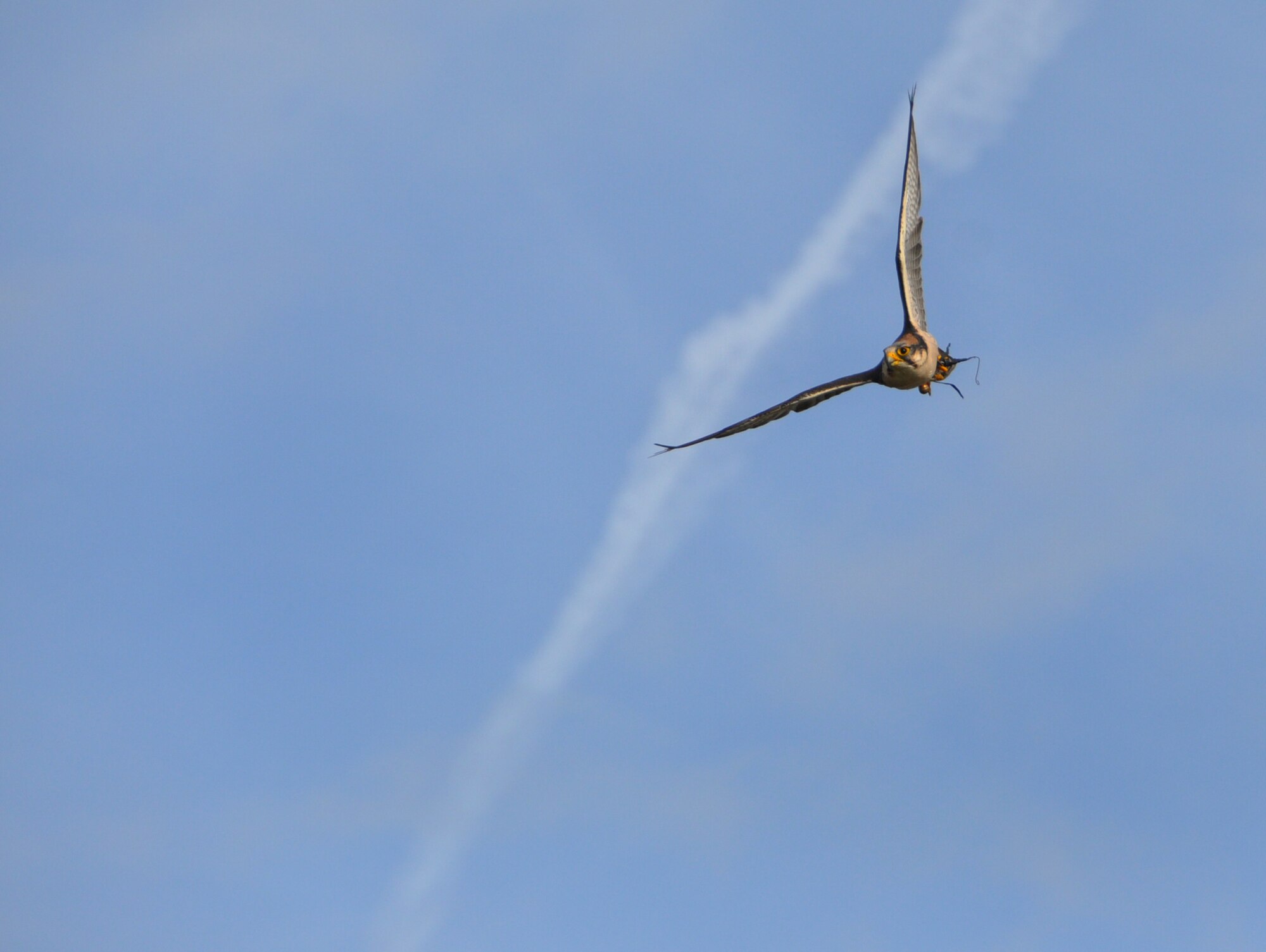 Columbia, a falcon assigned to the Bird Aircraft Strike Hazard program at Travis Air Force Base, patrols the skies over Travis. Through the use of trained falcons belonging to BASH and an aggressive approach to habitat management, bird strikes were reduced here by more than 48 percent in the last five years. (U.S. Air Force photo/Staff Sgt. Patrick Harrower)
