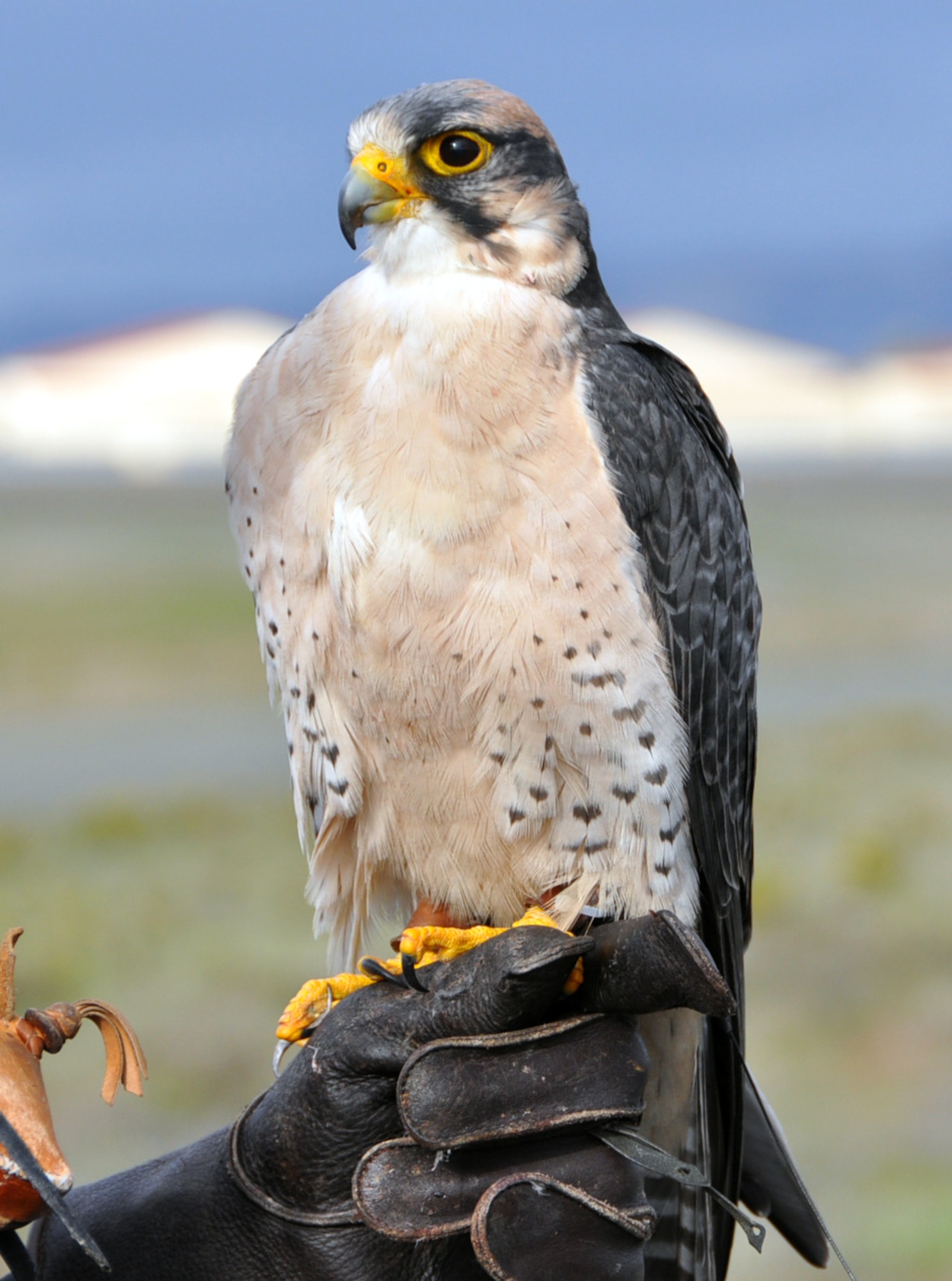 Columbia, a falcon assigned to the Bird Aircraft Strike Hazard program at Travis Air Force Base, waits to patrol the skies over Travis. Through the use of trained falcons belonging to BASH and an aggressive approach to habitat management, bird strikes were reduced here by more than 48 percent in the last five years. (U.S. Air Force photo/Staff Sgt. Patrick Harrower)