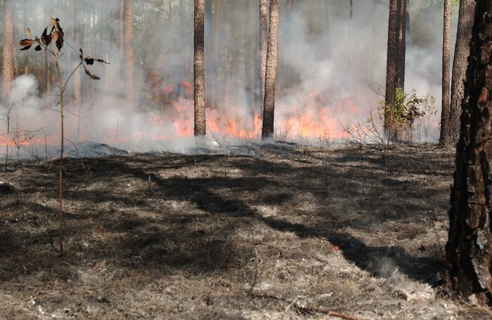 Prescribed fire season begins on Joint Base Charleston in December and extends through May, 2013. A prescribed or controlled fire is a low intensity, carefully managed fire set under exacting conditions for specific purposes by experienced, trained personnel. (Courtesy photo)