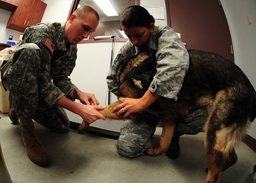 U.S. Army Spc. Erik Bigham (left), 9th Force Support Squadron animal care specialist, and Staff Sgt. Julie Gibbs, 9th Security Forces Squadron military working dog handler, demonstrate a procedure on military working dog "Jimmy" during a vet care training at the Beale Air Force Base, Calif., kennels Nov. 29, 2012. Military working dog handlers learn to place IVs and catheters, stabilize broken bones, control bleeding, dress head injuries, and treat dehydration and swelling. (U.S. Air Force photo by Senior Airman Shawn Nickel/Released)