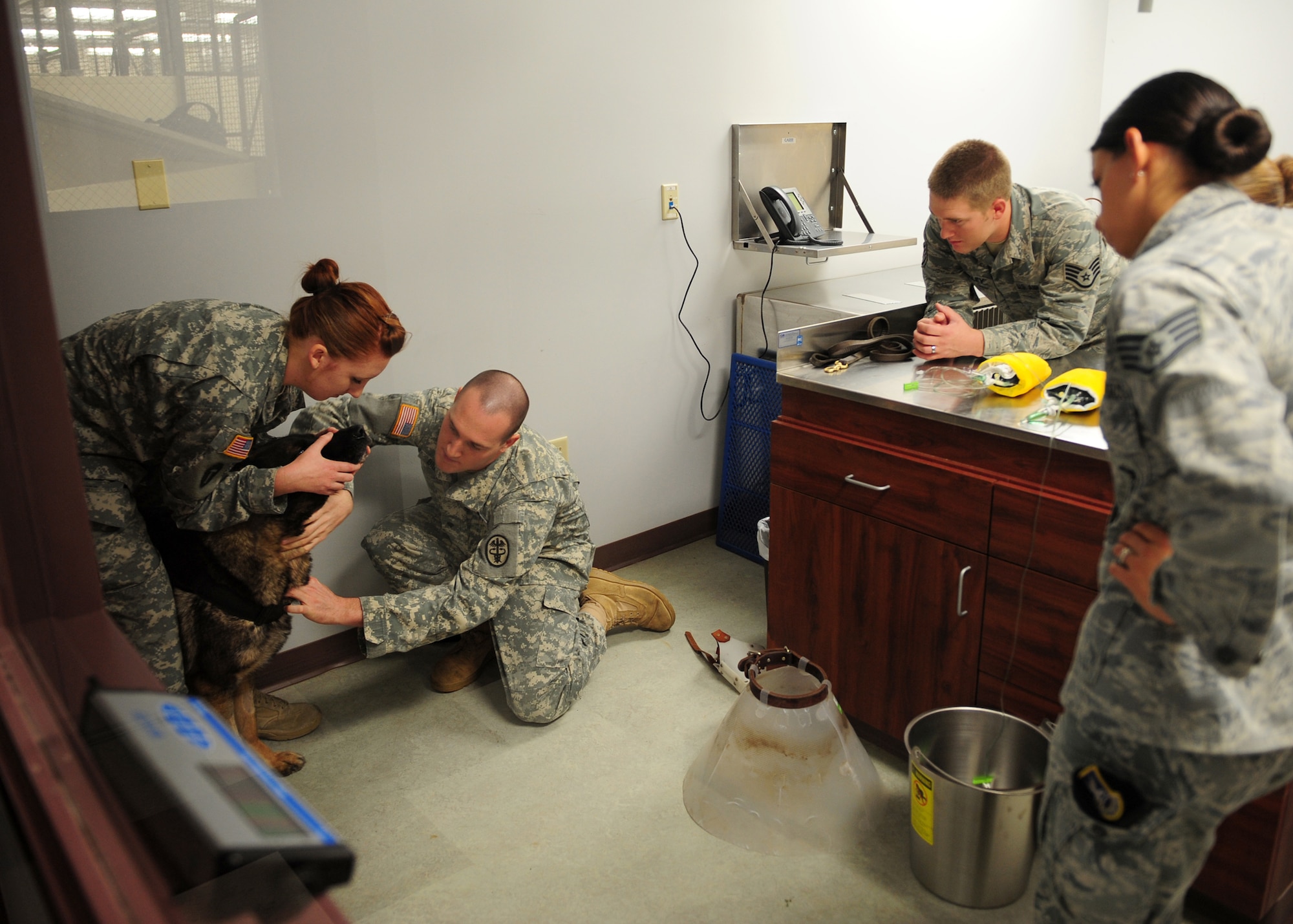 U.S. Army animal care specialists demonstrate a medical handling procedure to 9th Security Forces Squadron military working dog handlers at the Beale Air Force Base, Calif., kennels Nov. 29, 2012. The military working dog handlers train monthly with animal care specialist to learn techniques vital to combat readiness. (U.S. Air Force photo by Senior Airman Shawn Nickel/Released)