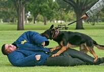 Staff Sgt. Matthew Phillips, 902nd Security Forces Squadron military working dog handler, is subdued by Ttroy, military working dog, during an agression demonstratoion for members of the Forum at  Lincoln Heights, a local retirement commuity, at Joint Base San Antonio-Randolph Sept. 27. (U.S. Air Force photo by Benjamin Faske)