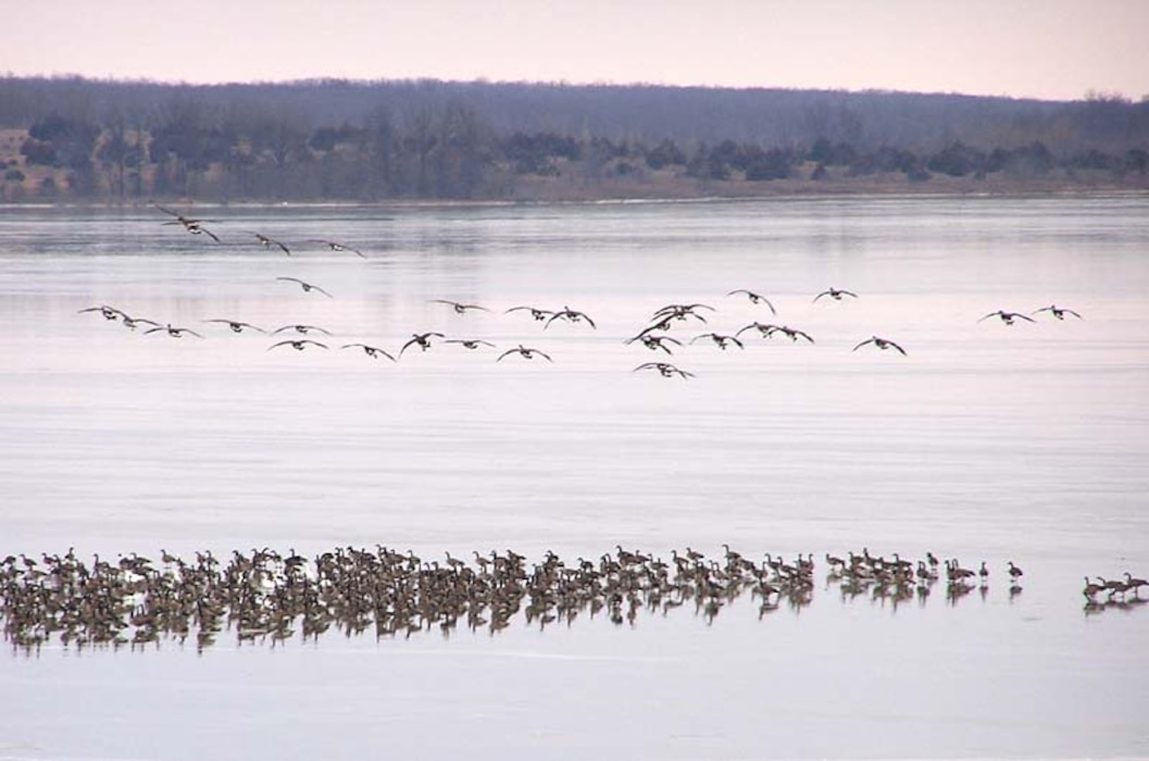 The annual event allowed the public to enter a random lottery drawing for 12 waterfowl blind locations. Those who won permits secured the ability to place a blind for more than 24 hours in an assigned area along the shoreline at Kanopolis Lake. This convenience will not be accommodated this year.   
