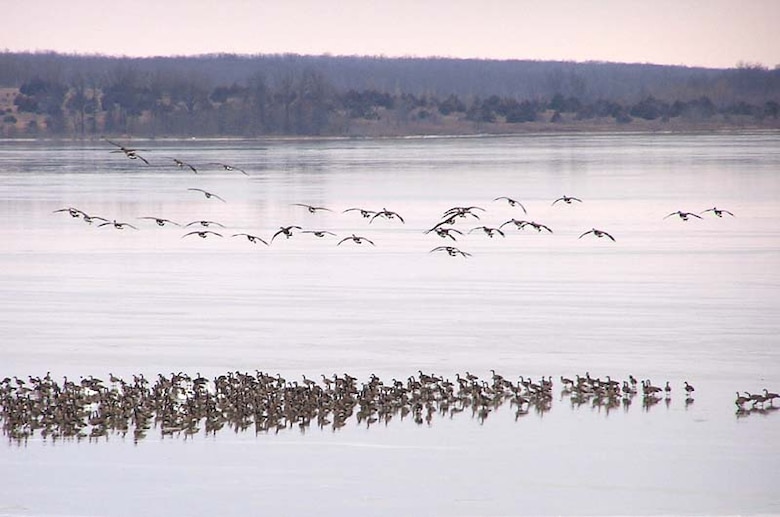 Long Branch Lake offers a great variety or waterfowl species whether you enjoy bird watching or hunting.
