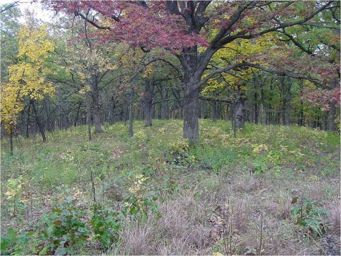 Oak Savanna in the fall