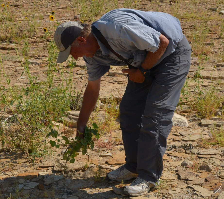 Duane Nelson, a Corps’ contractor at John Martin Dam and Reservoir, received the Rich G. Levad Award Aug. 25, 2012, from members of the Rocky Mountain Bird Observatory (RMBO) near Barr Lake, Colo.

Nelson, monitors endangered and threatened bird species at John Martin, specifically the piping plover and the least tern.