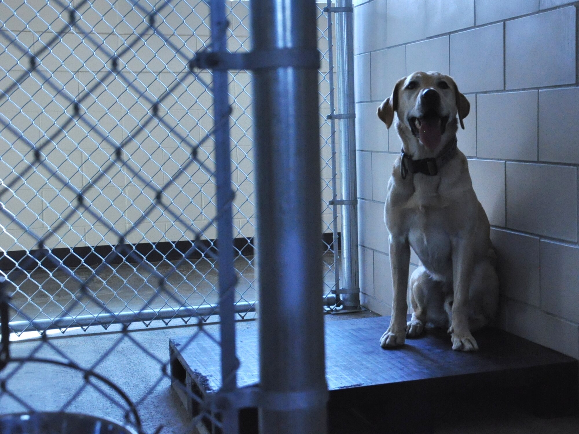 BUCKLEY AIR FORCE BASE, Colo. – Pier, a 460th Security Forces Squadron military working dog, waits for a bowl of food from his handler, Staff Sgt. Marque Daniels, Sept. 19, 2012, at the 460th SFS kennels. Pier suffered a sprained neck after leaping over a 4-foot high wall and falling approximately 20 feet but is now recovered and back to work. Daniels assisted Pier during a month and a half of rest, rehabilitation and water therapy. (U.S. Air Force photo by Staff Sgt. Kali L. Gradishar)