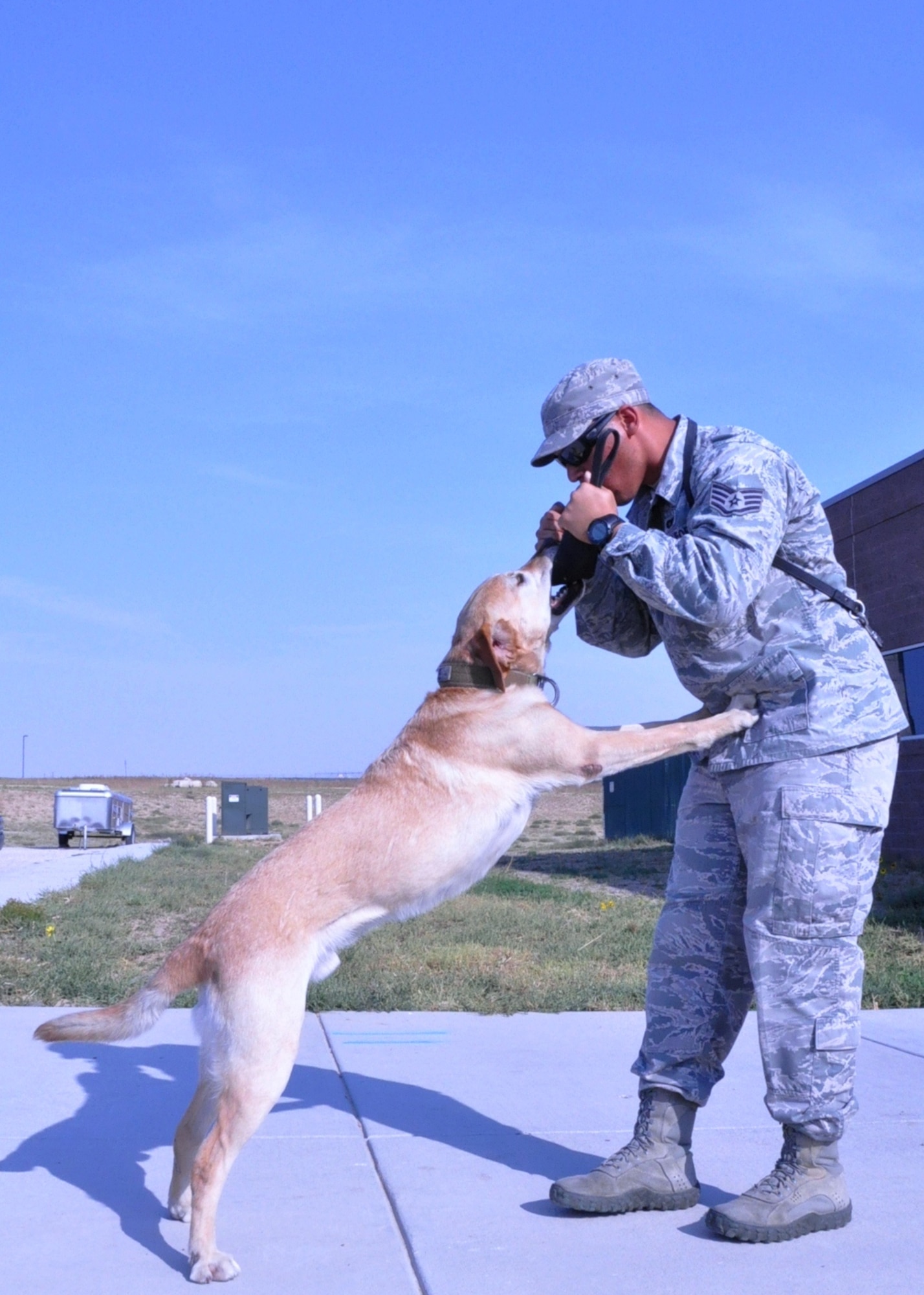 BUCKLEY AIR FORCE BASE, Colo. – Staff Sgt. Marque Daniels, 460th Security Forces Squadron military working dog handler, and his dog, Pier, tug on a training toy Sept. 19, 2012, at the 460th SFS kennels. Daniels and Pier returned to duty after more than a month of necessary rehabilitation. Pier suffered a sprained neck after leaping over a 4-foot high wall and dropped approximately 20 feet during a search. The pair was searching the University of Colorado Anschutz Medical Campus following the July 20 shooting at an Aurora, Colo., movie theater that killed 12 and injured more than 60 people. (U.S. Air Force photo by Staff Sgt. Kali L. Gradishar)