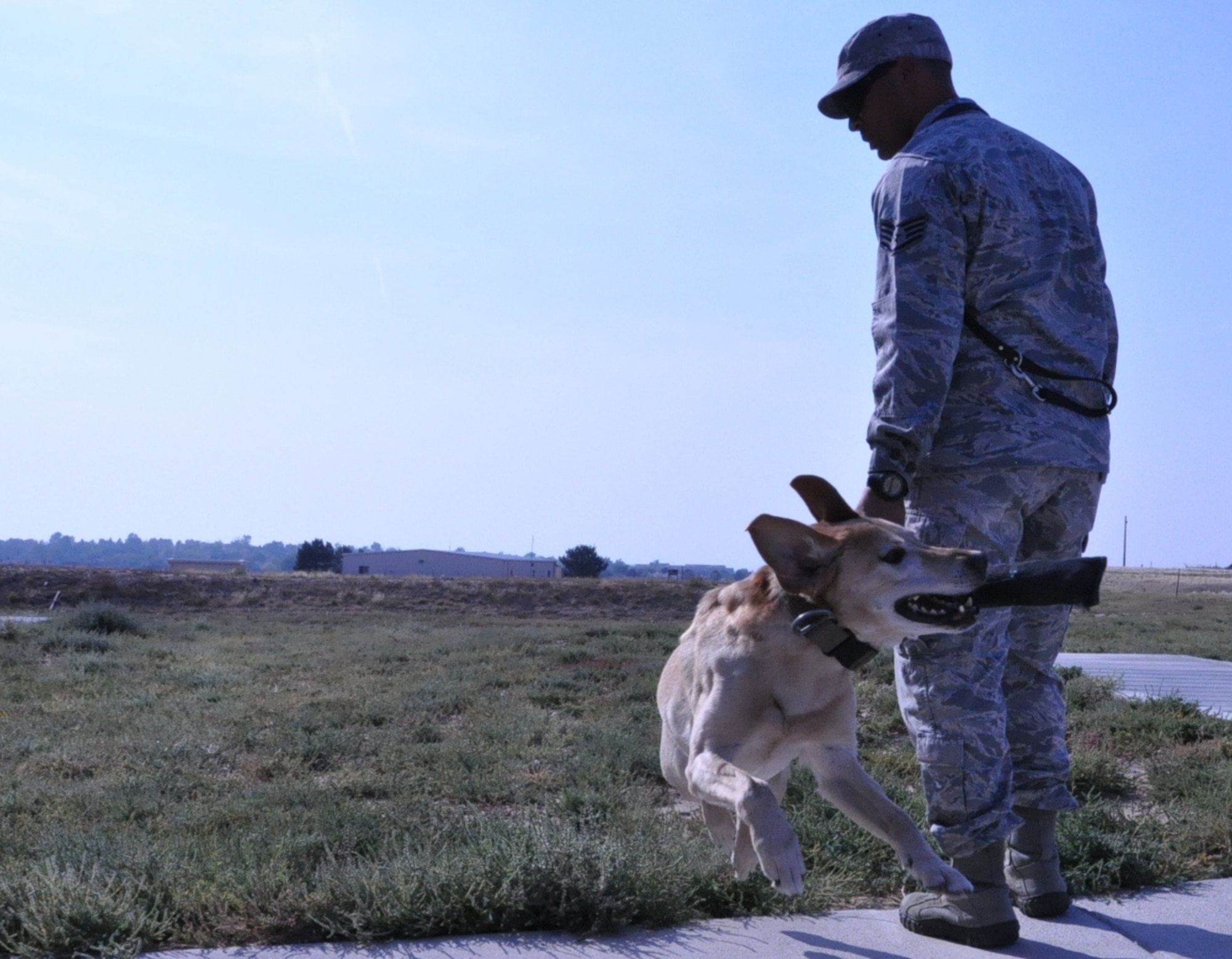BUCKLEY AIR FORCE BASE, Colo. – Pier, a 460th Security Forces Squadron military working dog, snatches a training toy from his handler, Staff Sgt. Marque Daniels, 460th SFS military working dog handler, while they play fetch Sept. 19, 2012, at the base kennels. Pier, with the assistance of Daniels, spent a month and a half in rehabilitation following a fall off a balcony. Daniels and Pier were searching the University of Colorado Anschutz Medical Campus when Pier leaped over a 4-foot high wall and dropped approximately 20 feet. Pier suffered a sprained neck but has since recovered and returned to work. (U.S. Air Force photo by Staff Sgt. Kali L. Gradishar)