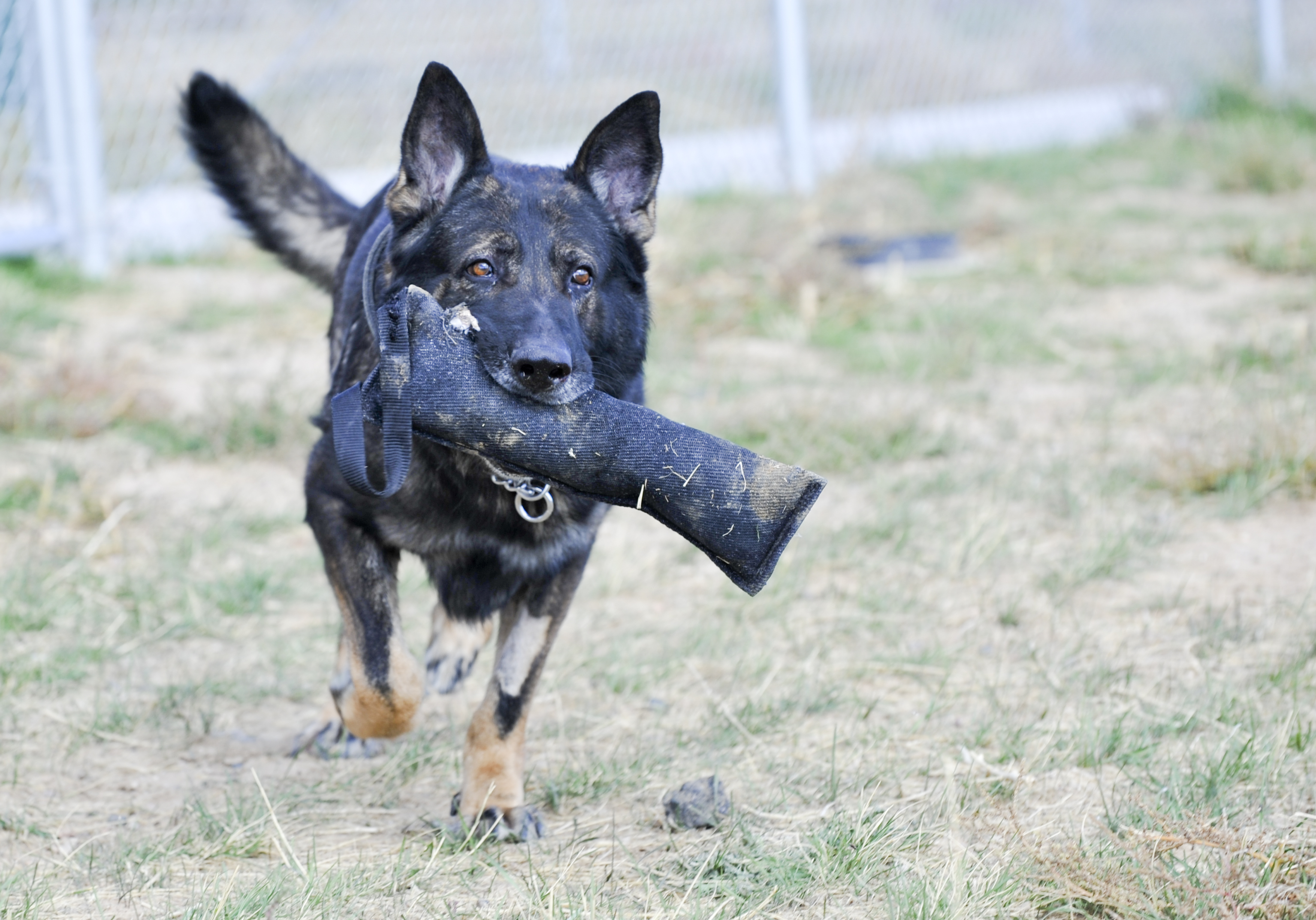 adopt a dog from ukraine