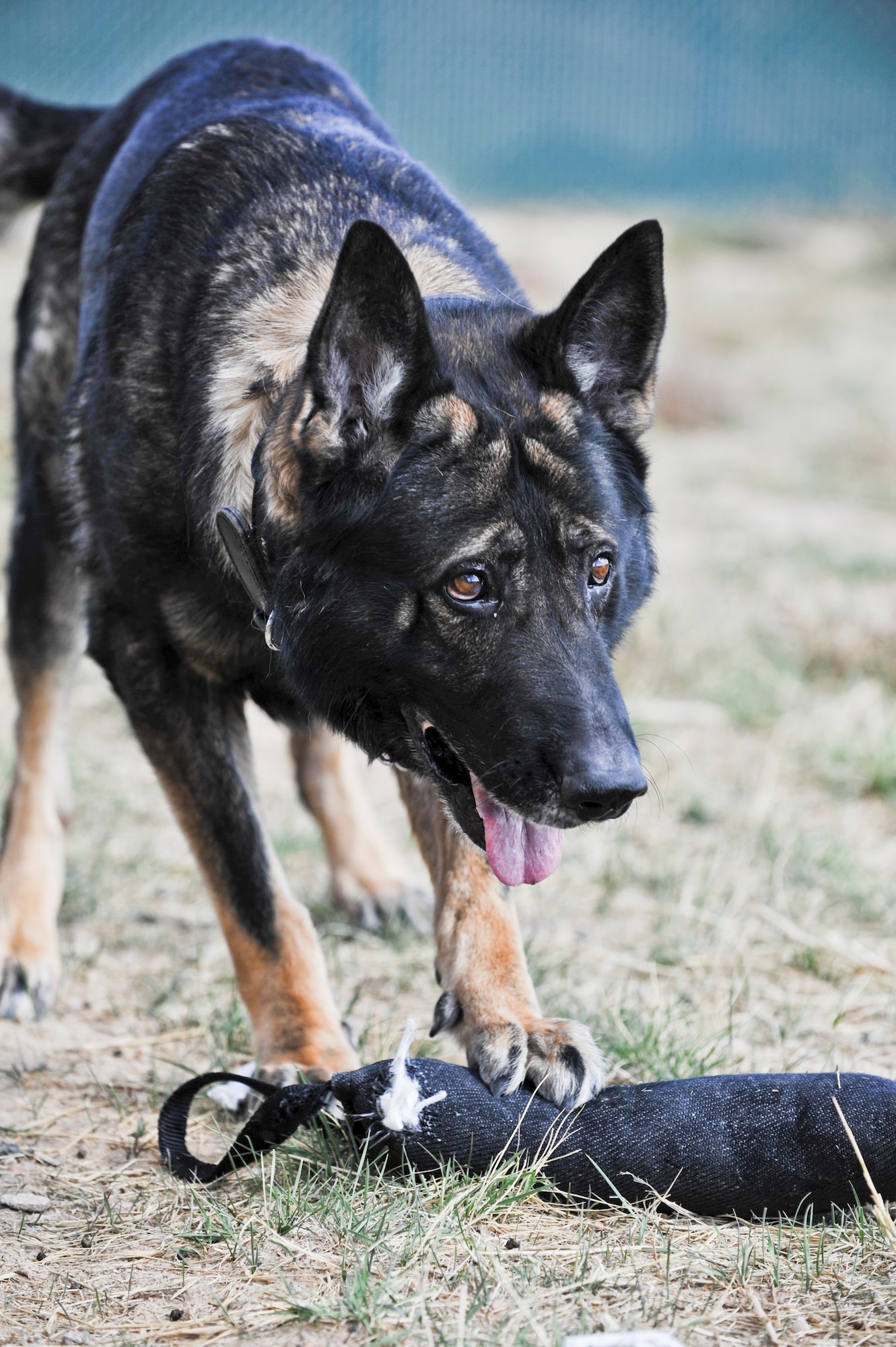 BUCKLEY AIR FORCE BASE, Colo. – Nero, a retired 460th Security Forces Squadron military working dog, plays with his chew toy Oct. 3, 2012. Nero currently retired and is looking for a new home, however, potential owners should realize he’s a MWD and must be treated as such. He needs a home without young children and small pets, Nero needs an owner with an alph-type personality. (Air Force photo by Senior Airman Christopher Gross)