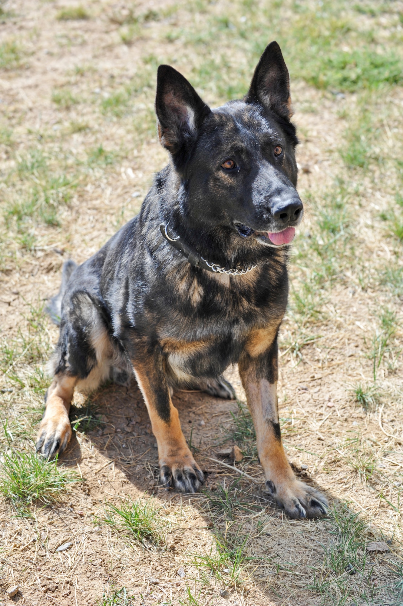 BUCKLEY AIR FORCE BASE, Colo. – Nero, a retired 460th Security Forces Squadron military working dog, sits patiently as he waits for a toy Oct. 3, 2012. Nero served six years in the Air Force and is now looking for a new home. (Air Force photo by Senior Airman Christopher Gross)