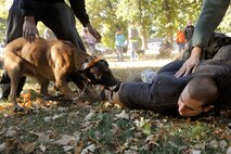 MINOT, N.D. -- Tech. Sgt. Steven Kaun, 5th Security Forces Squadron Military Working Dog Handler, is brought to the ground by a Military Working Dog, during a training demonstration at Oak Park, Sept. 22. The Minot Air Force Base and local law enforcement K-9 units have been steadily working together to provide each other with guidance and instruction in support of communities around the area. (U.S. Air Force photo/Senior Airman Jesse Lopez)


