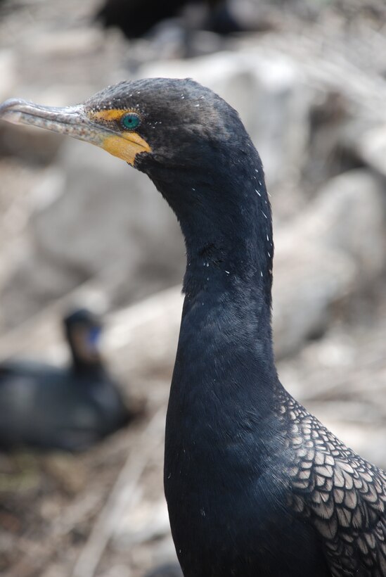 The Corps of Engineers has contracted a study of double-crested cormorant nesting sites on East Sand Island, located north of Astoria on the Washington coast.