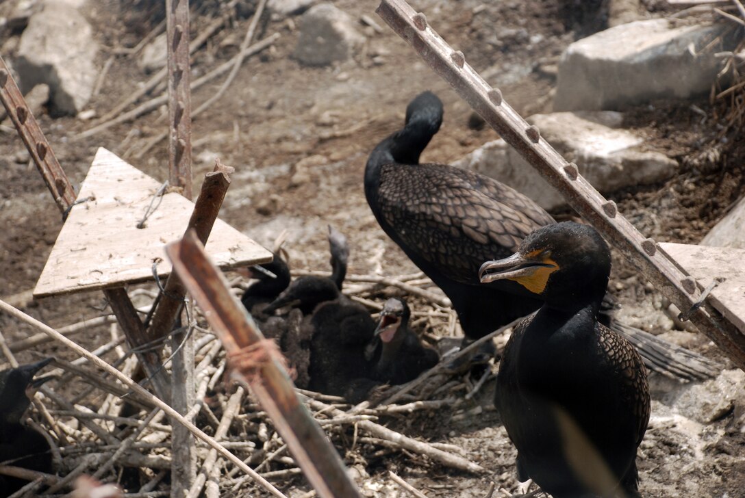 The Corps of Engineers has contracted a study of double-crested cormorant nesting sites on East Sand Island, located north of Astoria on the Washington coast.